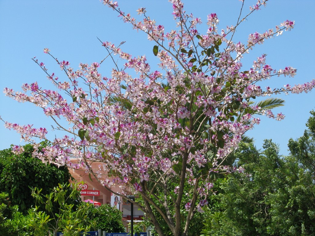 imagini hotel SUENO BEACH SIDE